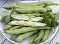 Frische dicke Bohnen auf einem Teller, bereit für ein leckeres dicke bohnen rezept. Mit Petersilie garniert.
