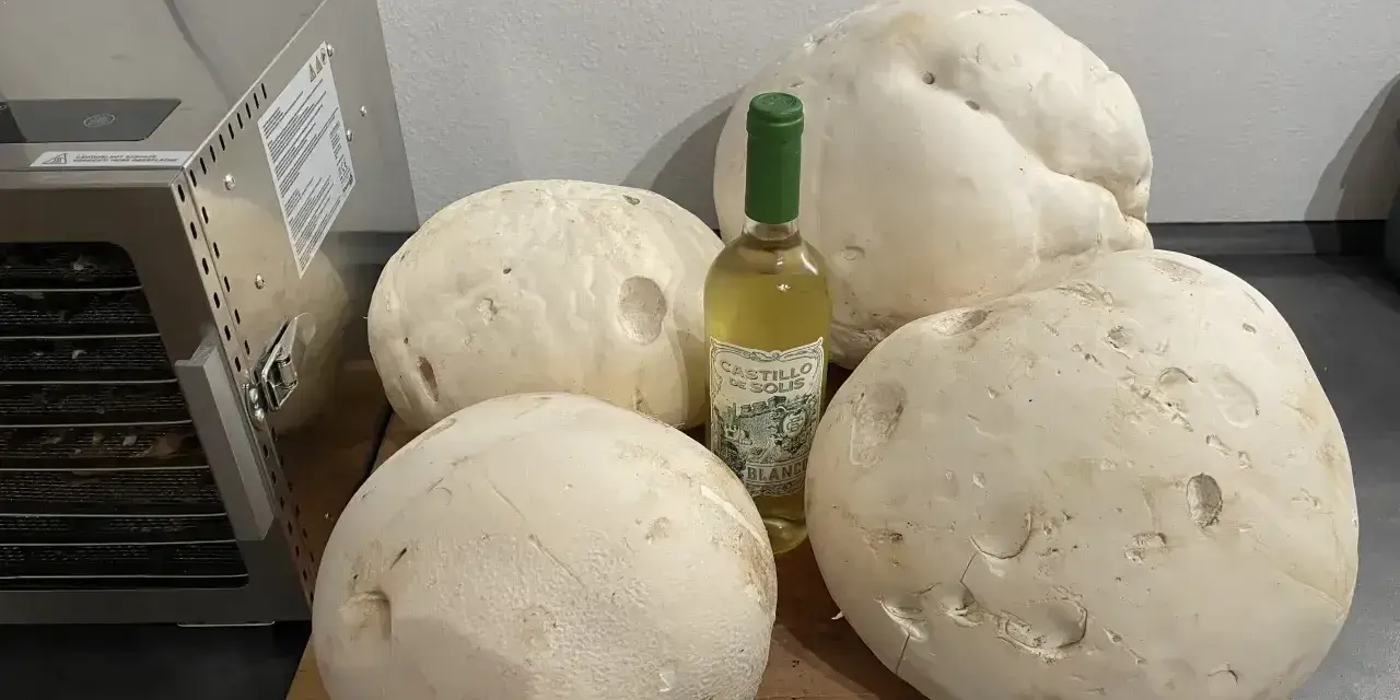 Große Pilze und eine Flasche Weißwein liegen bereit, um sie zu **pilze trocknen**. Ein Dörrautomat steht daneben.