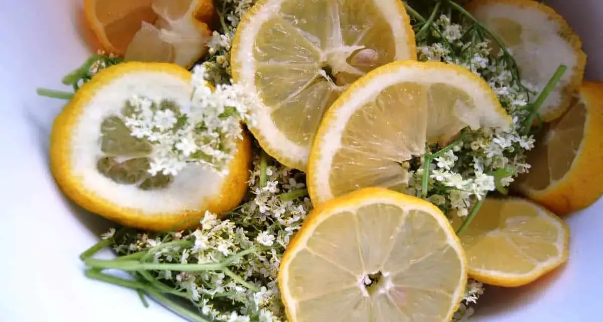 Zitronenscheiben und Holunderblüten, bereit für Omas Holundersirup.