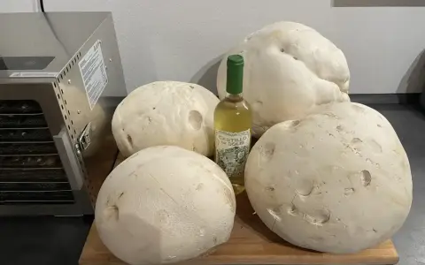 Große Pilze und eine Flasche Weißwein liegen bereit, um sie zu **pilze trocknen**. Ein Dörrautomat steht daneben.