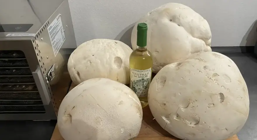 Große Pilze und eine Flasche Weißwein liegen bereit, um sie zu **pilze trocknen**. Ein Dörrautomat steht daneben.