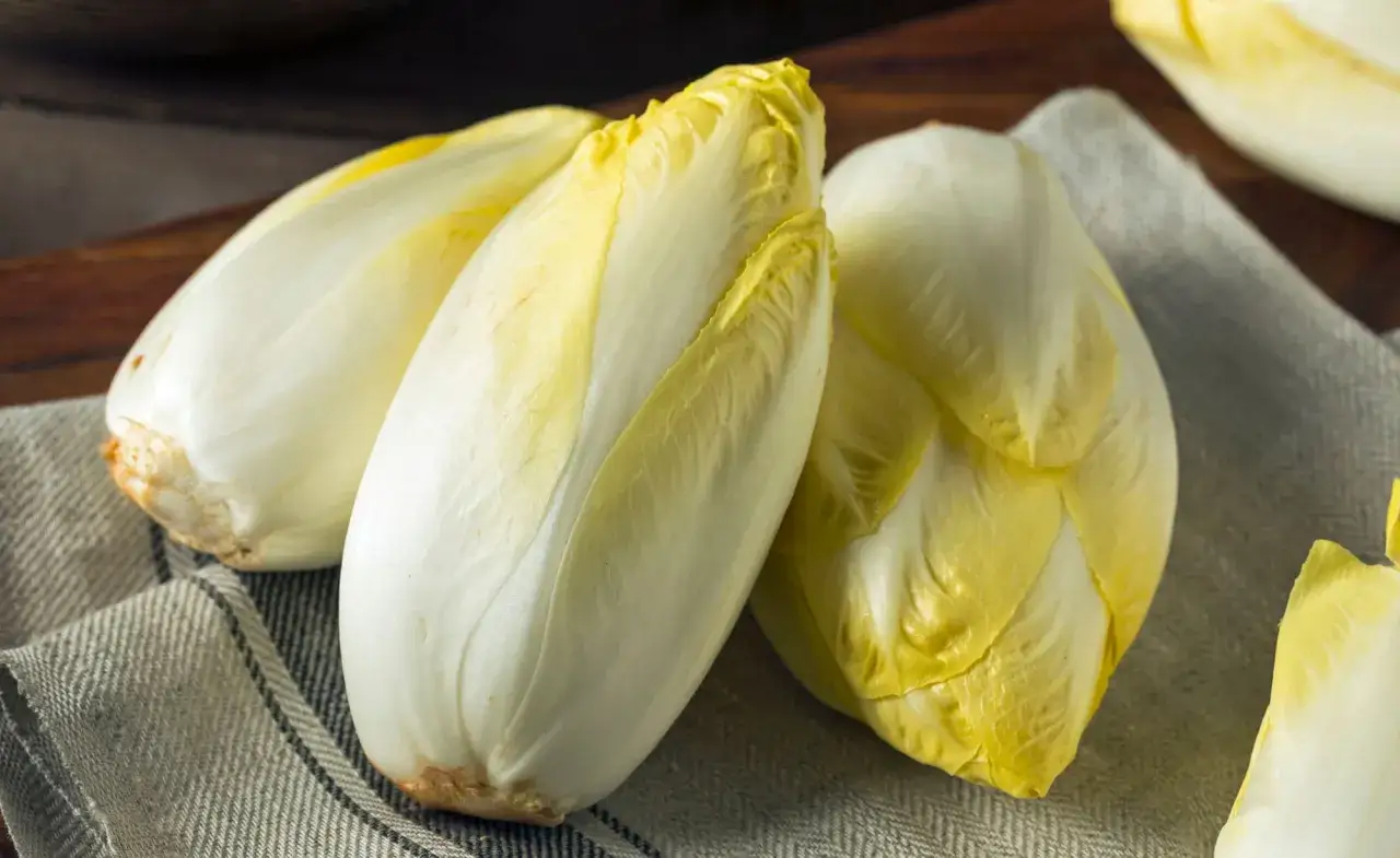 Frische Chicor&eacute;e-K&ouml;pfe auf einem Leinentuch, bereit f&uuml;r ein k&ouml;stliches Chicor&eacute;e-Rezept.